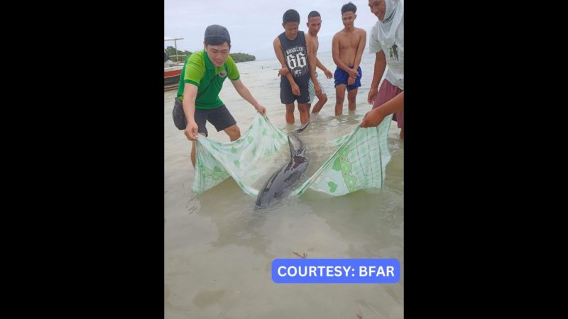 Spinner Dolphin nailigtas sa Bantayan, Cebu