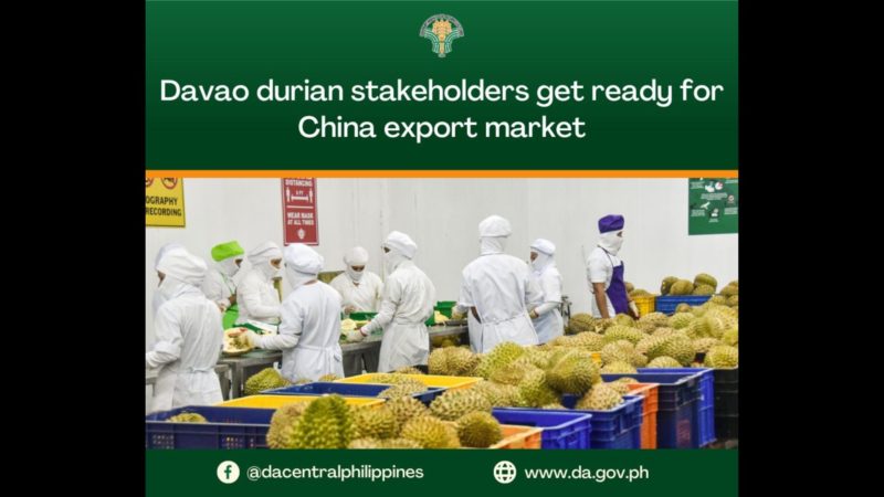 Pag-export ng Davao Durian patungong China sisimulan na ngayong taon
