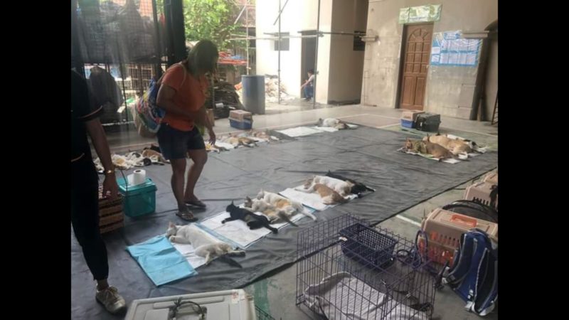 Libreng kapon at ligate para sa mga aso’t pusa sa Las Piñas, isinagawa