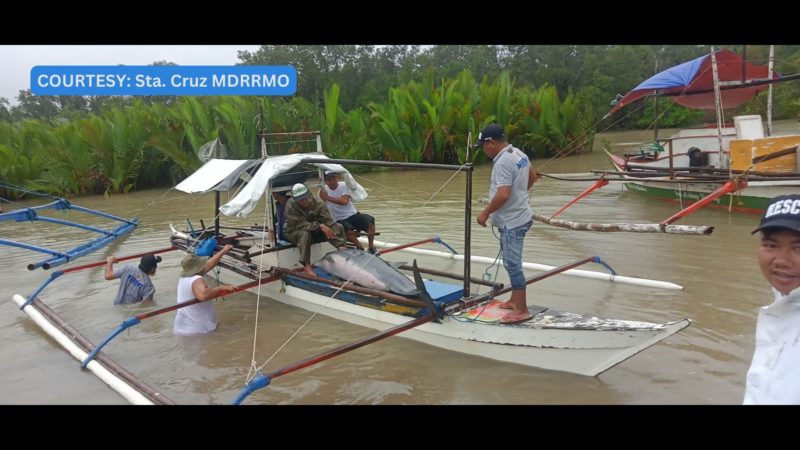 Sugatang dolphin napadpad sa baybayin sa Sta. Cruz, Occidental Mindoro