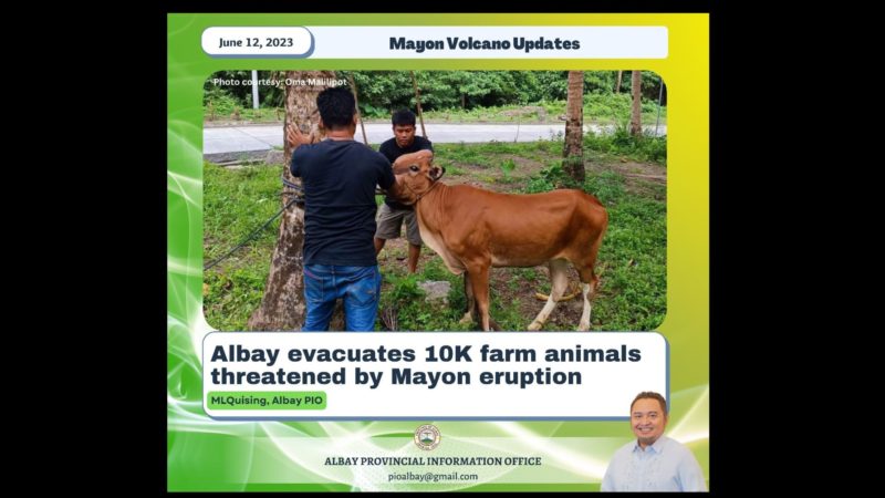10,000 alagang hayop inilikas sa mga lugar na apektado ng pag-aalburuto ng bulkang Mayon