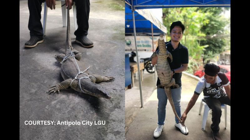 Bayawak na may habang 3-feet nahuli sa Antipolo City