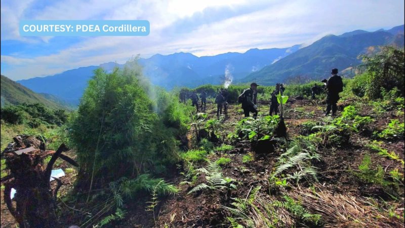 P3.4M na halaga ng tanim na marijuana sinunog sa Cordillera