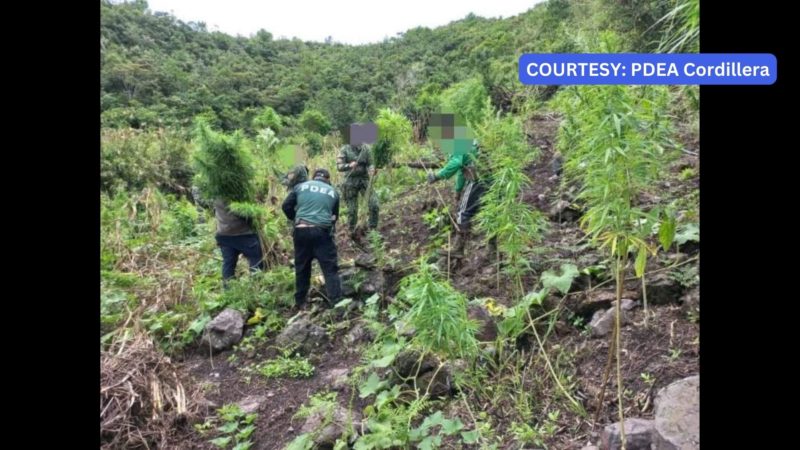 P3.4M na halaga ng marijuana sinira sa Mt. Province
