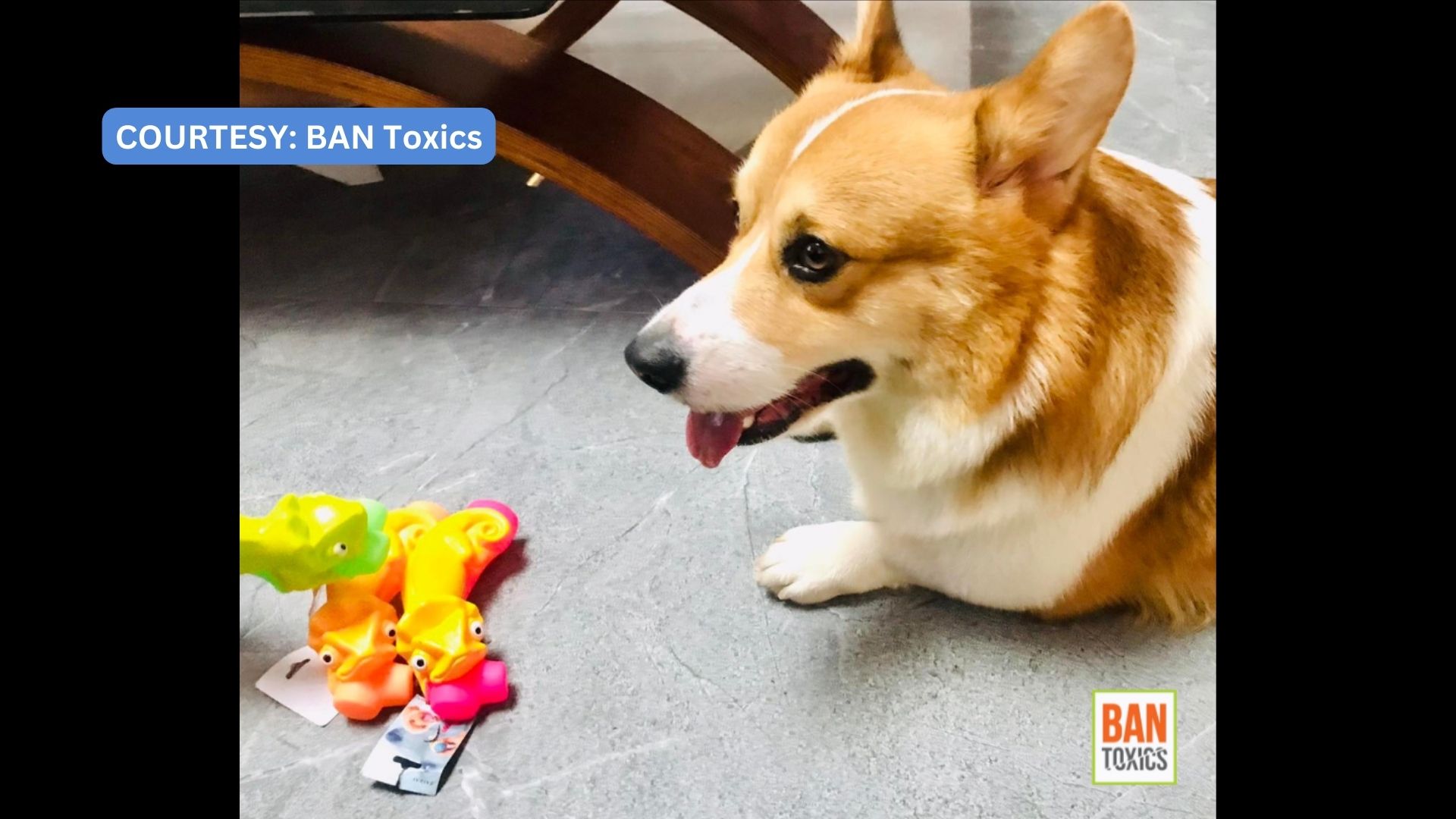 Plastic pet toys delikado sa mga alagang hayop ayon sa toxic watchdog group 