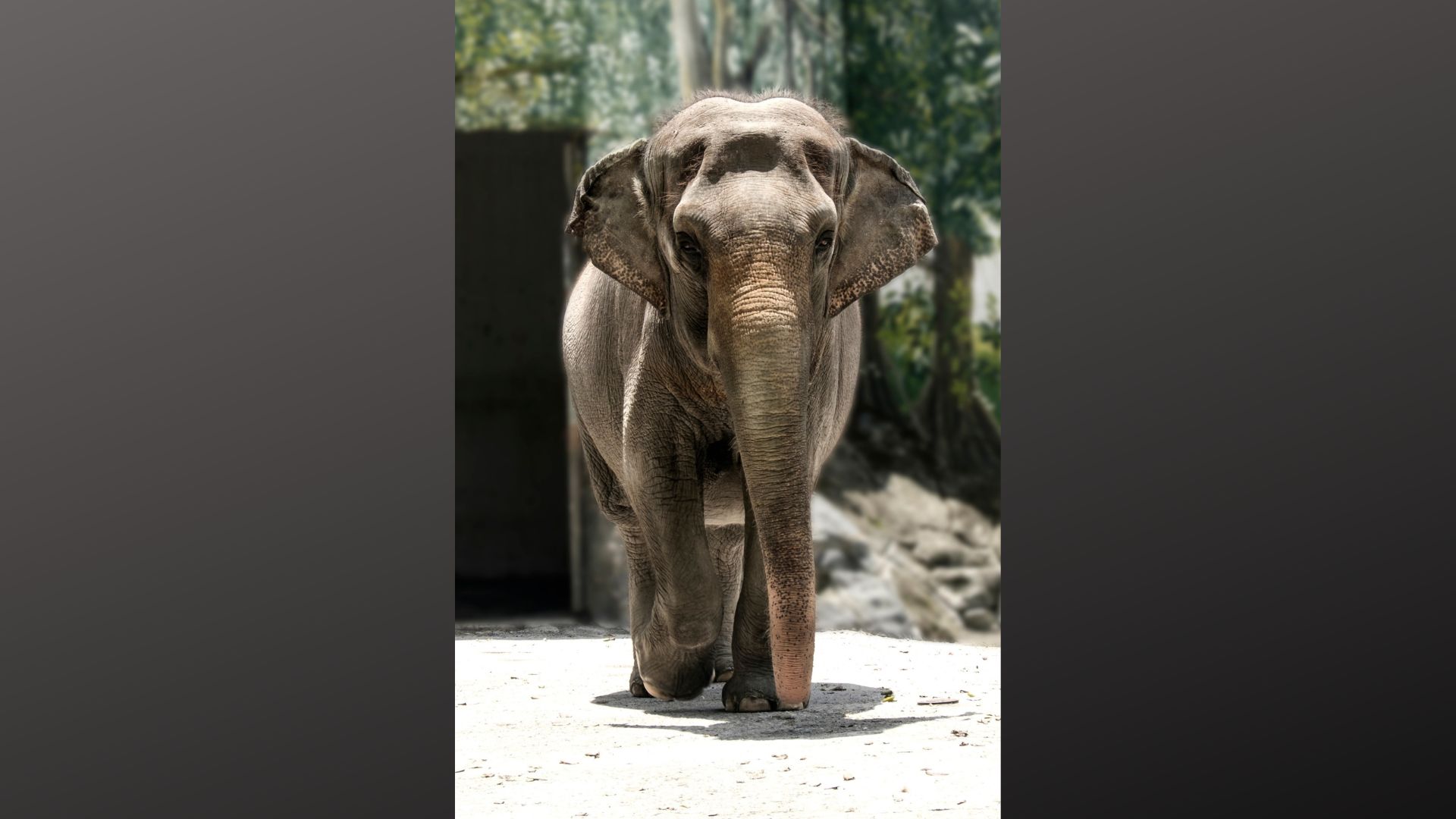 Elepante sa Manila Zoo na si Mali, pumanaw na