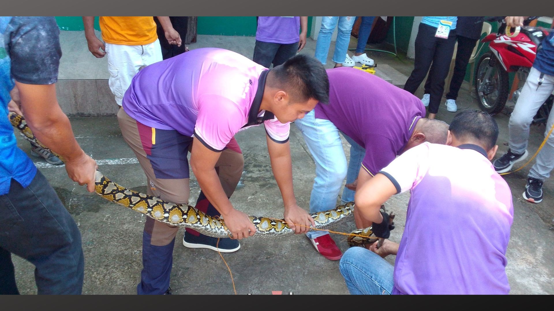 2 reticulated pythons na nailigtas sa Sultan Kudarat muling pinakawalan