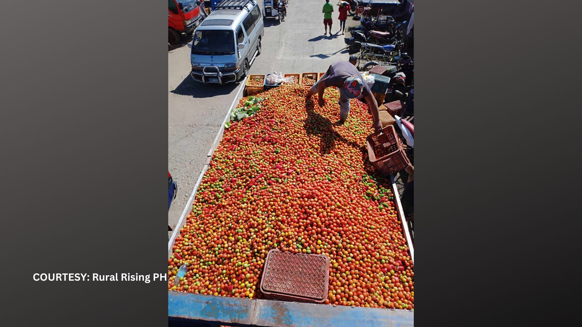 Daan-daang kilo ng kamatis itinatapon na lang ng mga magsasaka dahil hindi mabenta