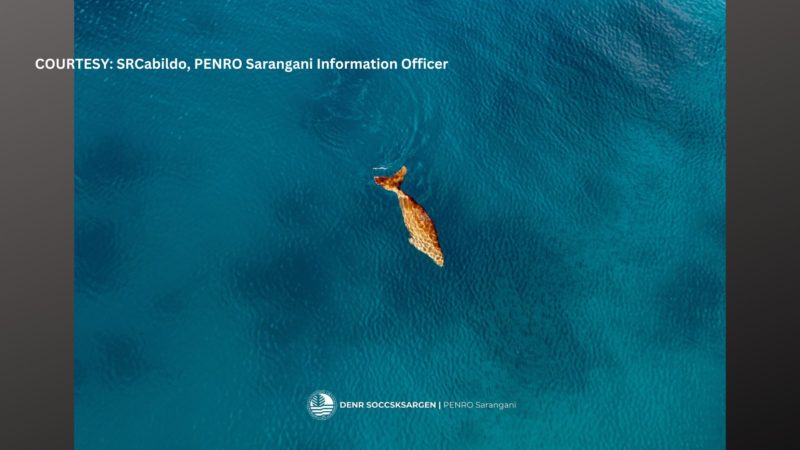 TINGNAN: Dugong namataan sa karagatan ng Sarangani