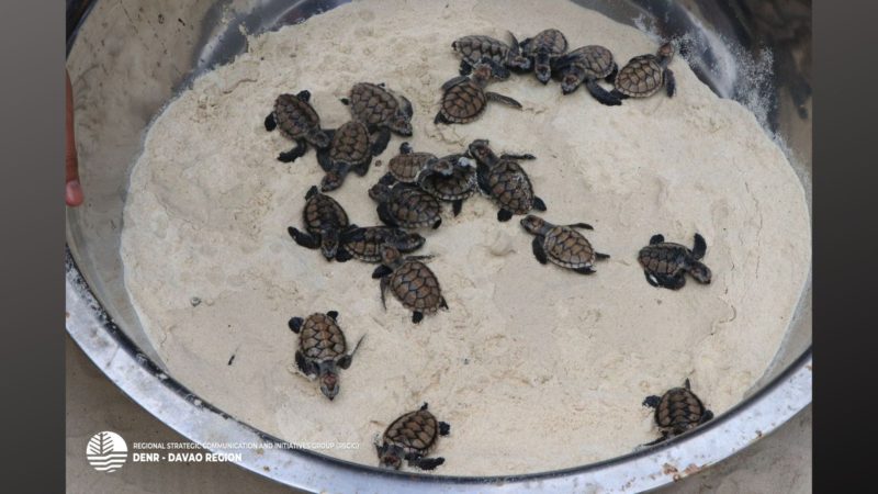 135 hatchlings ng critically- endangered Hawksbill Sea Turtles pinakawalan sa Davao del Norte