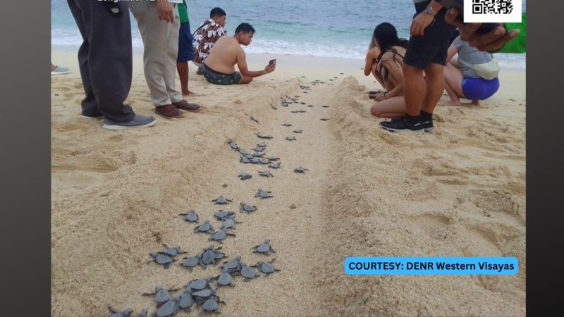 113 hatchlings ng Olive Ridley marine turtle pinakawalan sa Boracay Island