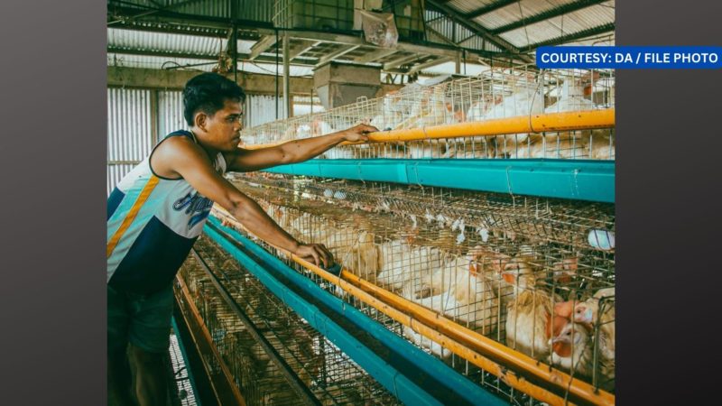 Lalawigan ng Benguet, bird flu free na ayon sa DA