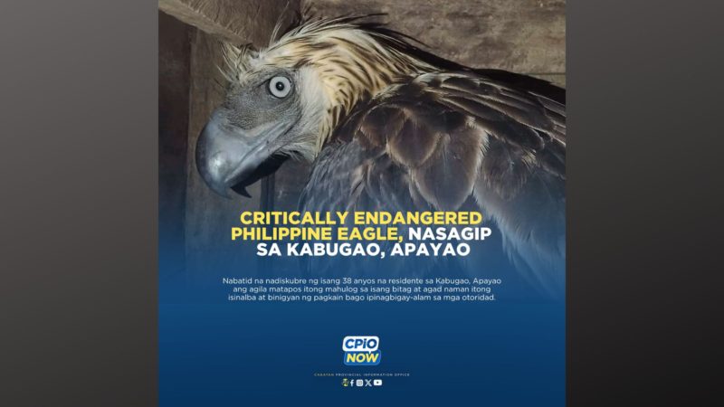 Critically endangered Philippine Eagel, nasagip sa Apayao