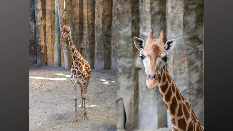 Giraffe sa Zoo sa Montalban pumanaw matapos manganak