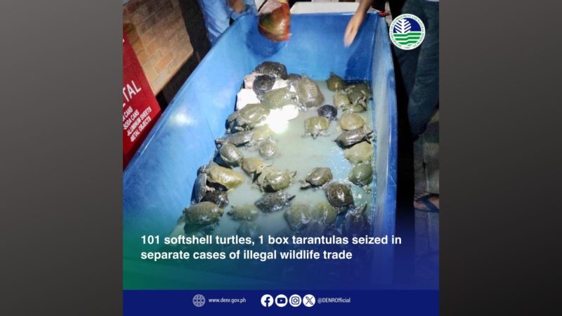 101 na Chinese Softshell Turtle, isang kahon na puno ng Tarantulas nakumpiska ng DENR