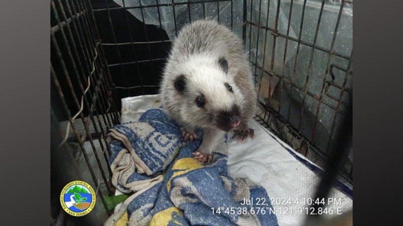 Cloud Rat nailigtas sa Rodriguez, Rizal