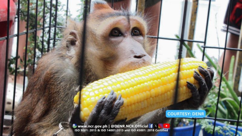 Endangered Long-Tailed Macaque nasagip ng DENR sa Mandaluyong City