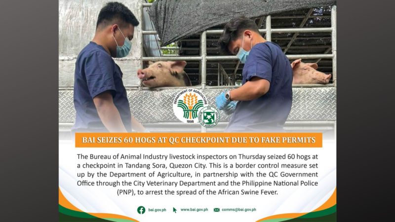 60 baboy na lulan ng isang truck kinumpiska sa QC