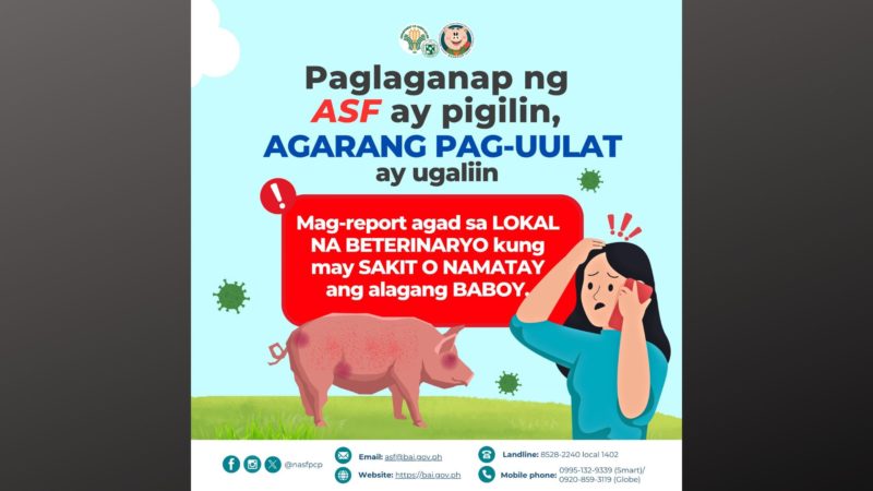 Lahat ng rehiyon sa bansa maliban sa NCR, may naiulat na kaso ng ASF