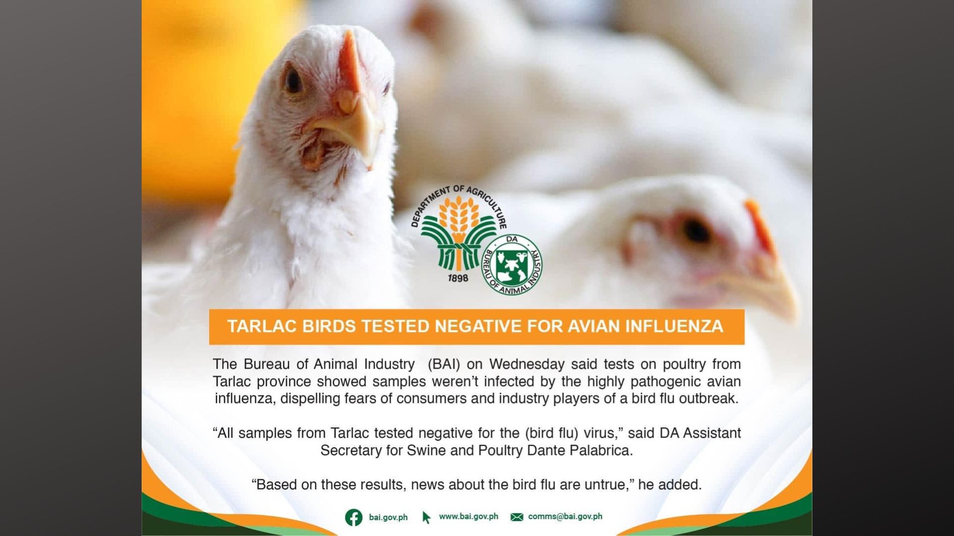 Mga sinuring manok sa poultry sa Tarlac negatibo sa avian influenza