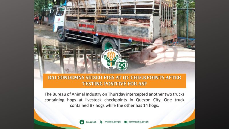 Mahigit 100 baboy na naharang sa checkpoint sa QC kinatay at ibinaon matapos magpositibo sa ASF