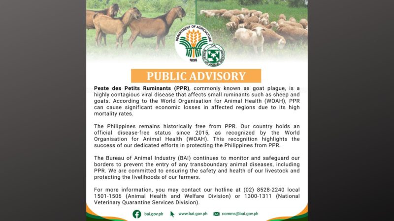 Pilipinas, ligtas pa sa goat plague ayon sa BAI