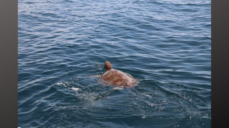 Green Sea Turtle na tinamaan ng virus dahil sa sea pollution gumaling na at naibalik na sa karagatan