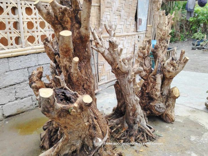 Illegal traders ng Bonsai arestado sa GenSan