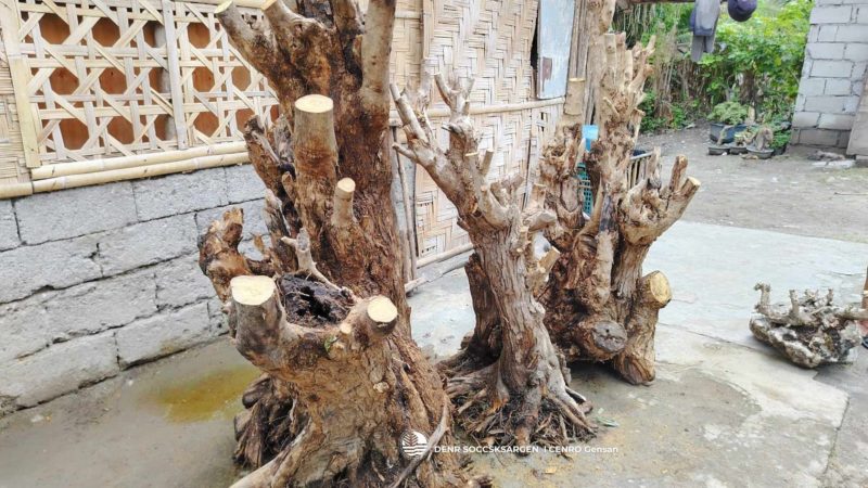 Illegal traders ng Bonsai arestado sa GenSan