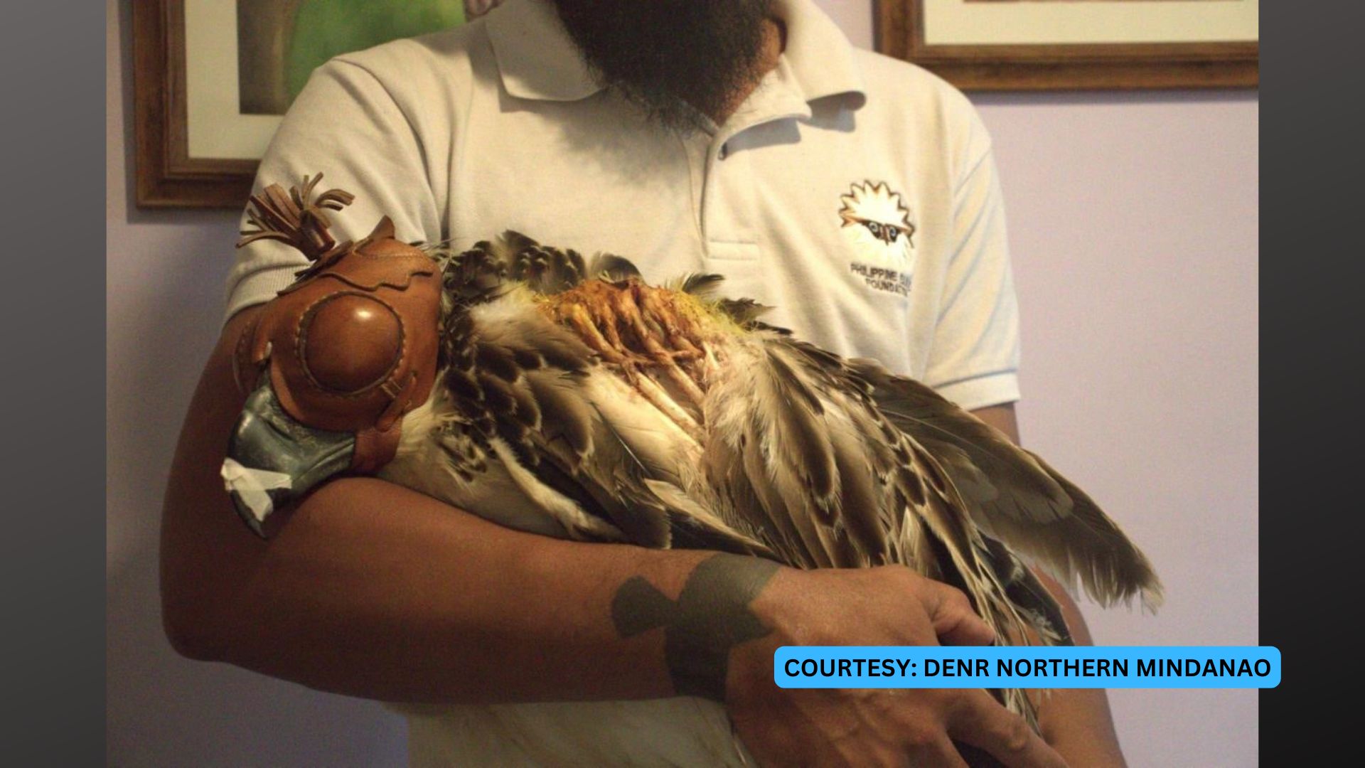 Sugatang juvenile Philippine Eagle nailigtas sa Bukidnon