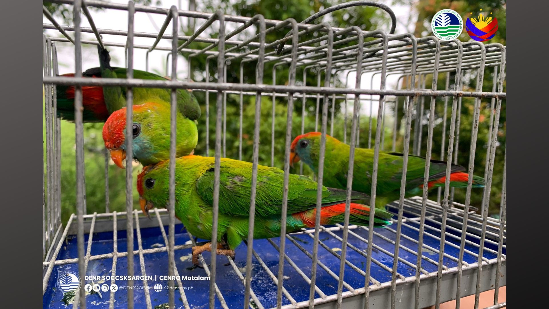 3 Critically Endangered na ibong “Kulasisi” pinakawalan sa Cotabato