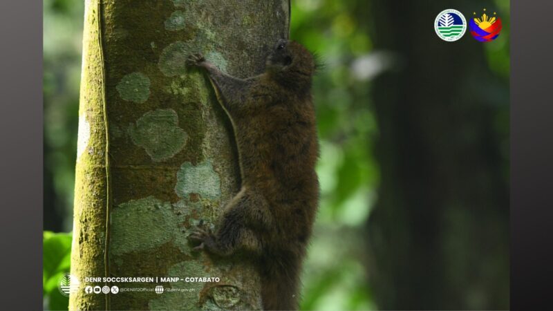 Flying Squirrel nailigtas sa Cotabato