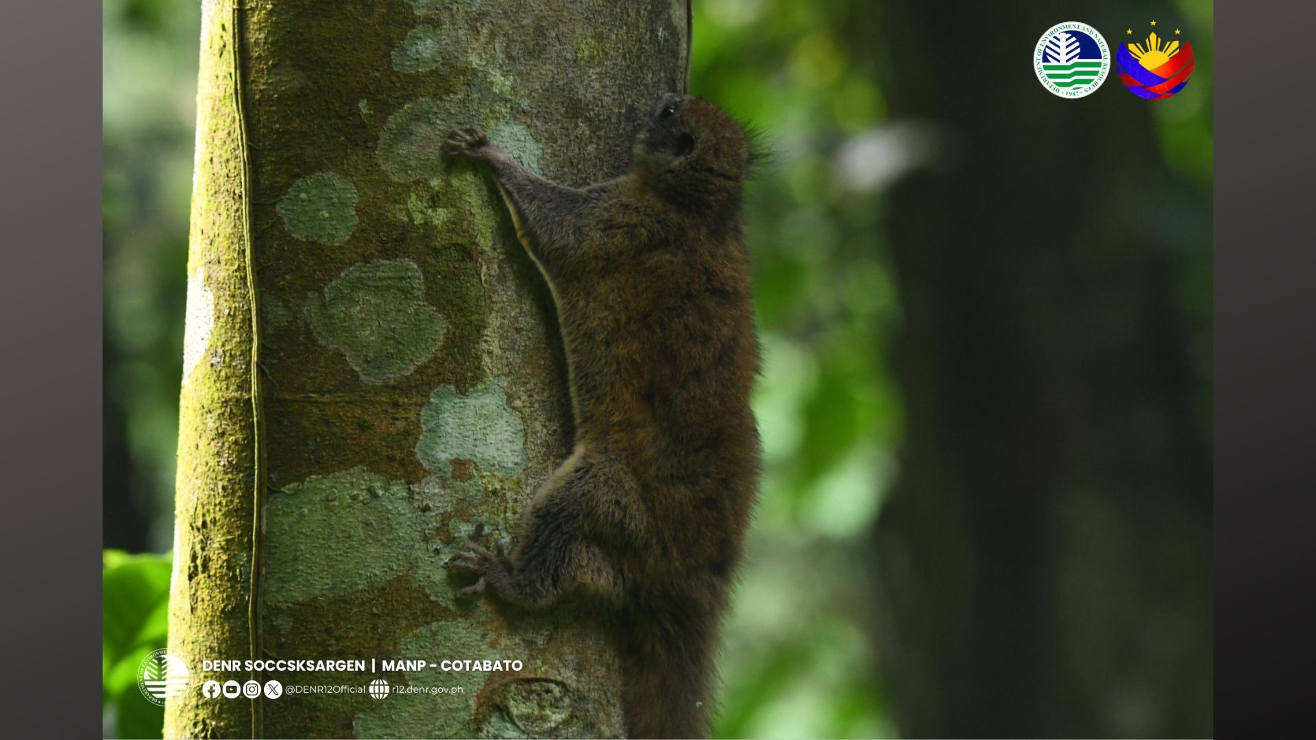 Flying Squirrel nailigtas sa Cotabato