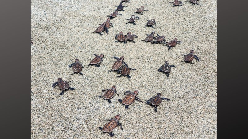 Mahigit 100 hatchlings ng Hawksbill Sea Turtle pinakawalan sa Albay