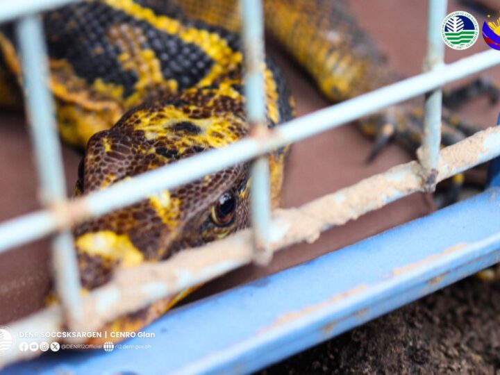 Yellow-headed Water Monitor Lizard nailigtas sa Sarangani