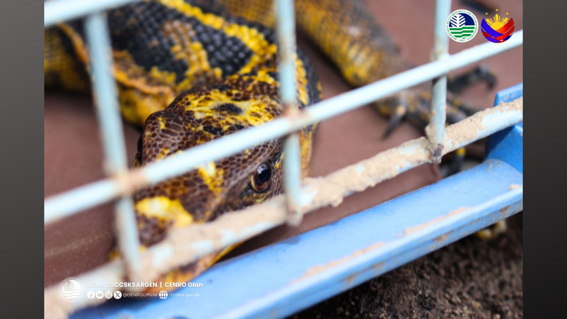 Yellow-headed Water Monitor Lizard nailigtas sa Sarangani