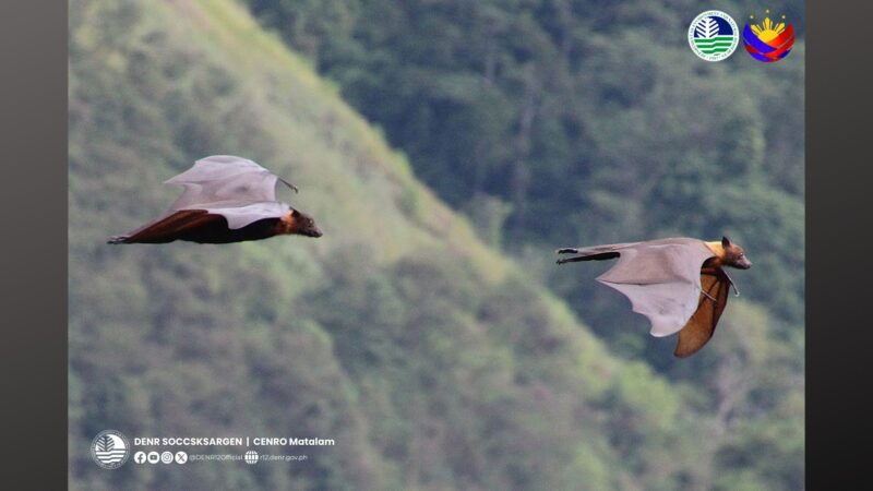 3,000 Flying Foxes namataan sa Arakan, Cotabato