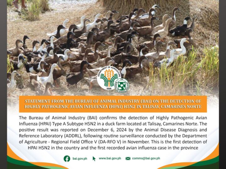 Kaso ng Avian influenza sa CamNorte kinumpirma ng BAI