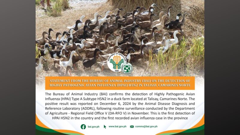 Kaso ng Avian influenza sa CamNorte kinumpirma ng BAI