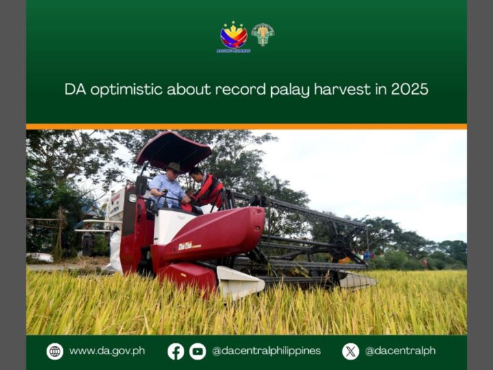 Mas magandang ani ng palay ngayong taon, inaasahan ng DA