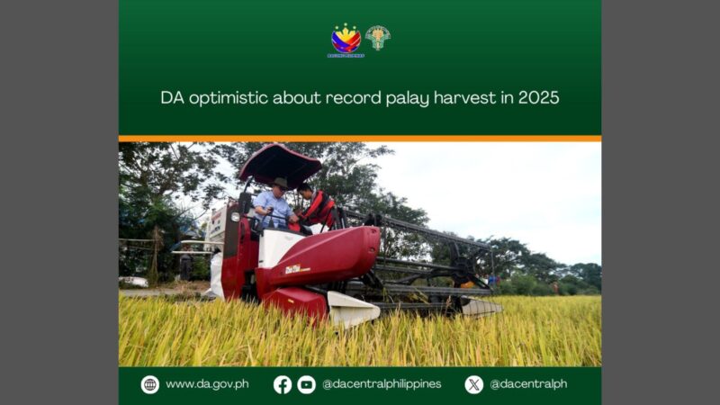 Mas magandang ani ng palay ngayong taon, inaasahan ng DA