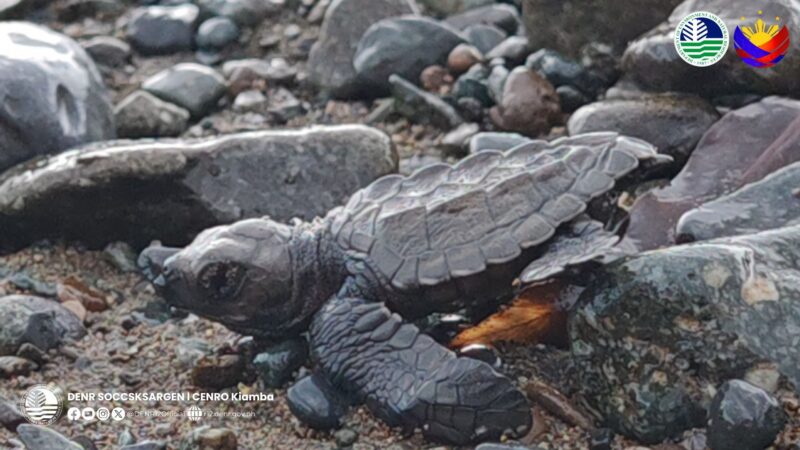 53 hatchlings ng Olive Ridley Sea Turtle pinakalwana sa karagatan ng Sarangani