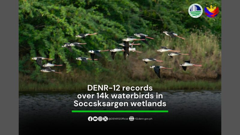 14,000 waterbirds namataan sa iba’t ibang wetlands sa Soccsksargen