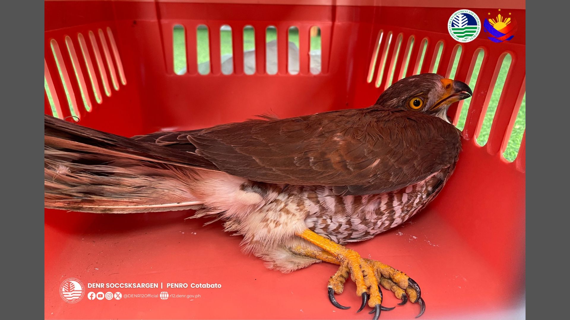 Sugatang Chinese Sparrowhawk nailigtas sa Kidapawan City