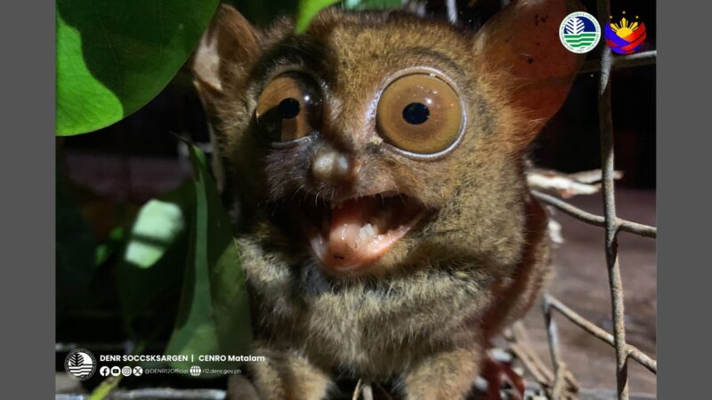 Tarsier nailigtas matapos matagpuan malapit sa ilog sa Matalam, Cotabato