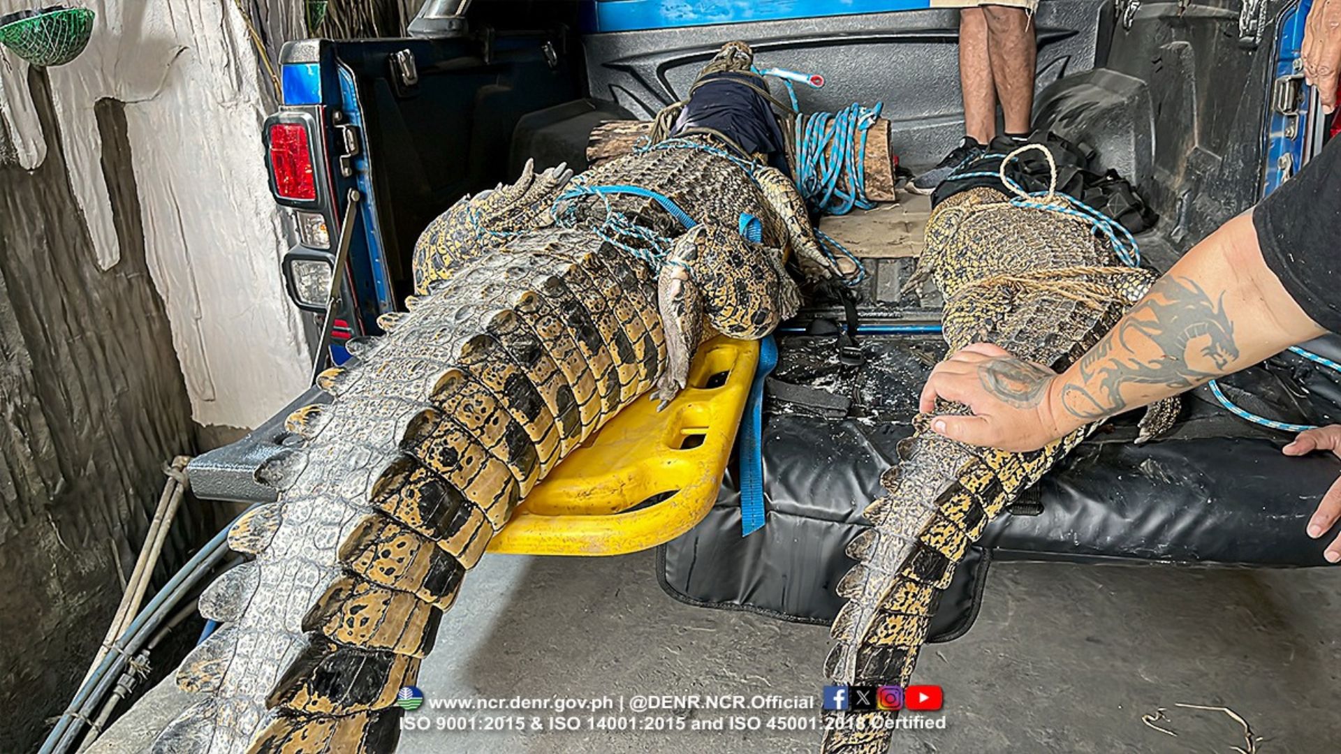 Dalawang buwaya boluntaryong isinuko sa mga otoridad ng isang residente sa Navotas