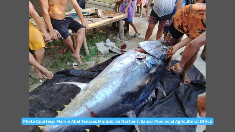 Giant Yellowfin Tuna nahuli ng mga mangingisda sa Laoang, Northern Samar