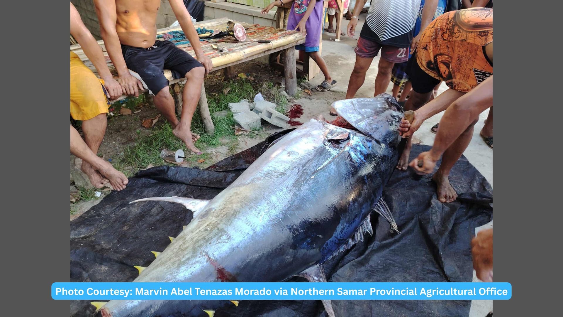 Giant Yellowfin Tuna nahuli ng mga mangingisda sa Laoang, Northern Samar