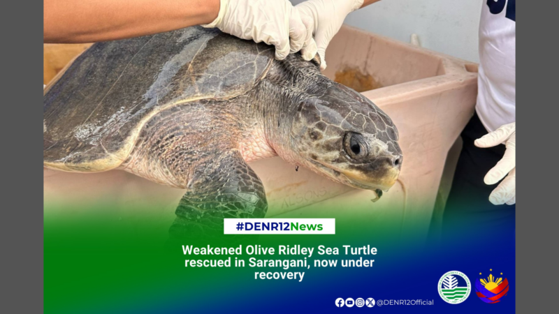 Pawikan na nakalunok ng fishing hook nailigtas ng mga otoridad