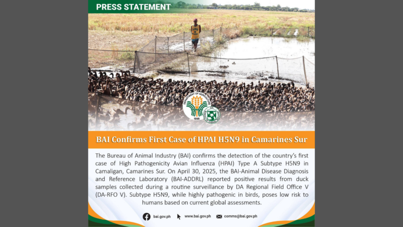 Unang kaso ng highly pathogenic na H5N9 naitala sa CamSur